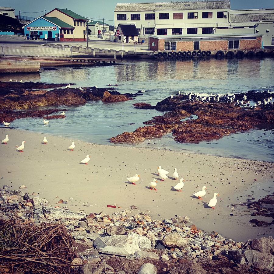 Fairview Accommodation Gansbaai Dış mekan fotoğraf